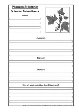 Pflanzensteckbrief-schw-Johannisbeere-SW.pdf